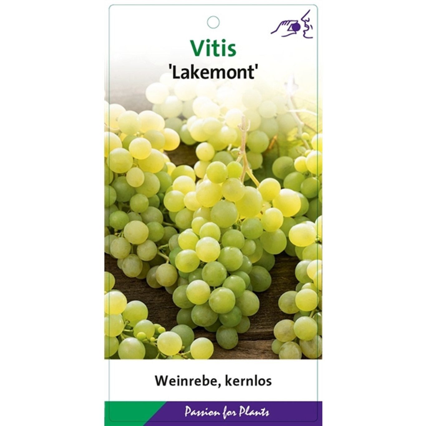 Vinranka – Vitis 'Lakemont' - C2 60-80 CM Stick
